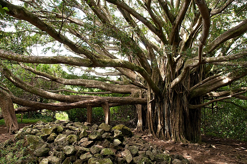 Pipiwai Banyan Tree